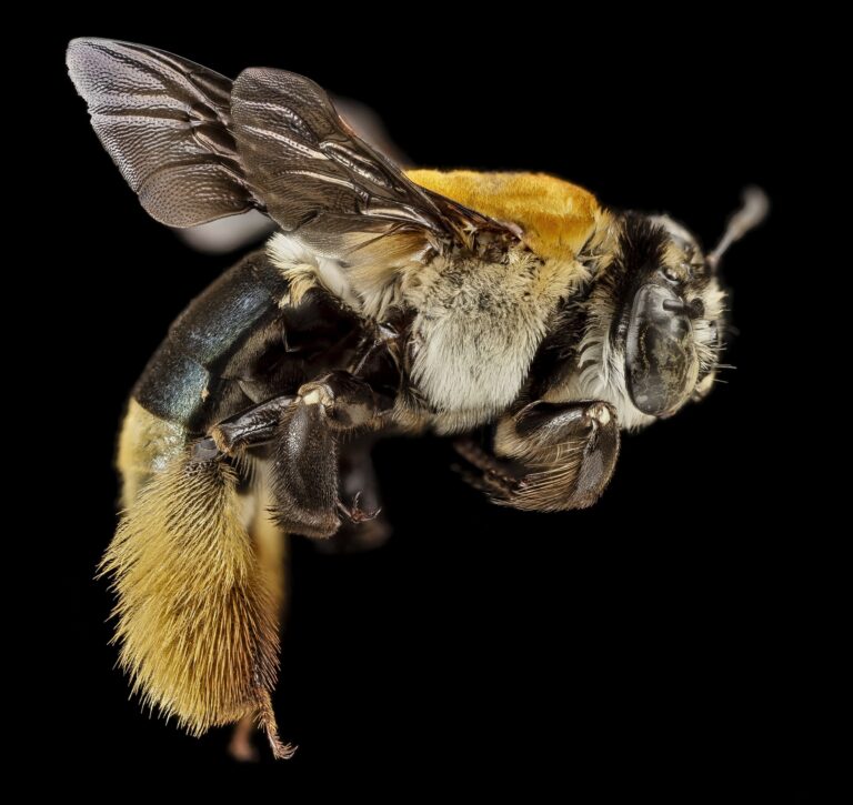 méhecske